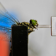 Technologische Biomechanik