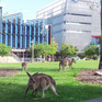 Die internationale Ausrichtung stärken und exzellente Qualifikations-Möglichkeiten schaffen. Eine Ansicht der University of the Sunshine Coast