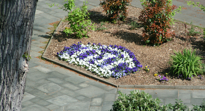 Blumenbeet vor dem Haupteingang der Sporthochschule