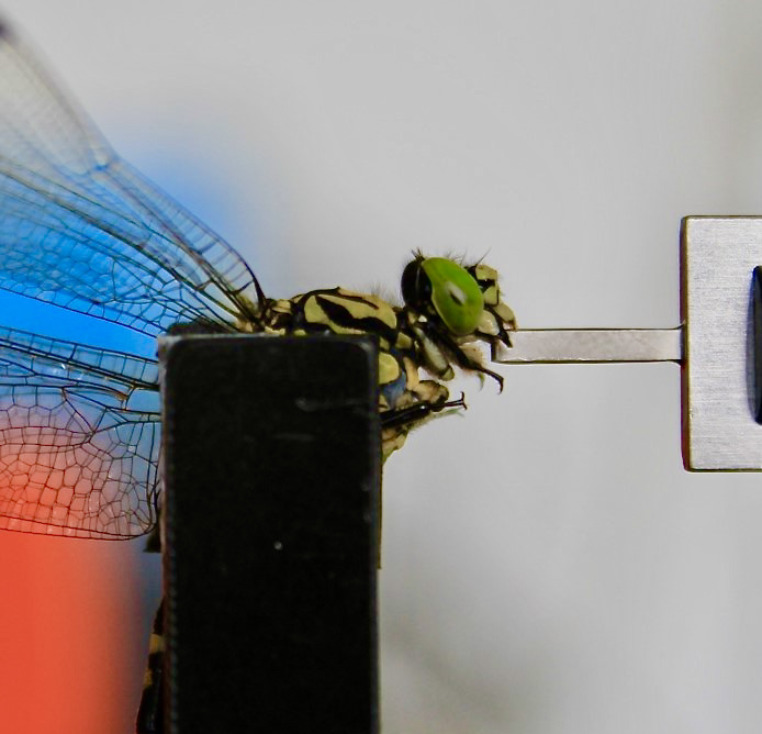 Abteilung für klinische und technologische Biomechanik Deutsche