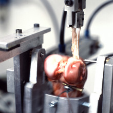 Graduiertenkolleg Mechanobiologie des muskulo-skelettalen Systems