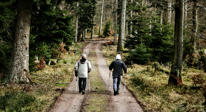 Zwei Personen spaieren auf einem Feldweg im Wald