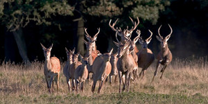Wildtiermanagement und Tourismus