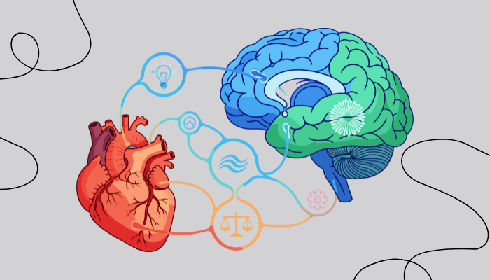 Herz und Gehirn Herz und Gehirn