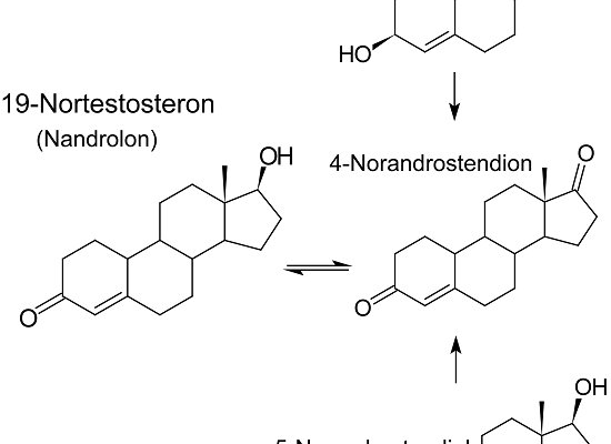 csm_A100-03-Nandrolon_550x_5cc076c52a.png