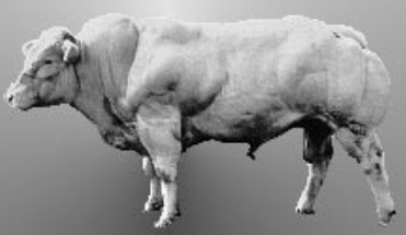 Myostatin Belgian Blue Rind