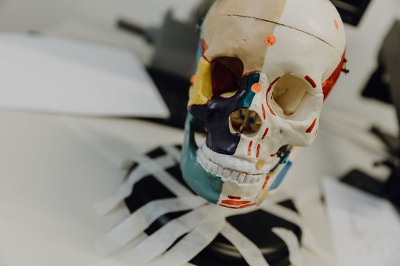 Foto eines bunt angemalten Anatomie-Schädel der auf einem Tisch steht
