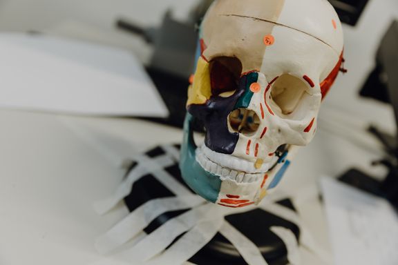 Foto eines bunt angemalten Anatomie-Schädel der auf einem Tisch steht
