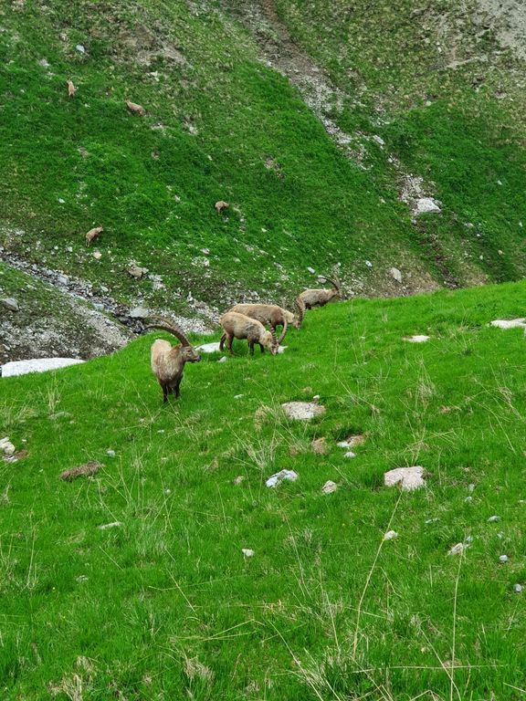Mehrere Gämsen grasen auf einer grünen Bergwiese mit steilem Hang im Hintergrund
