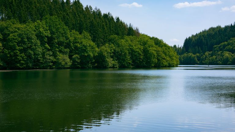 Fluss mit Wald am Ufer.
